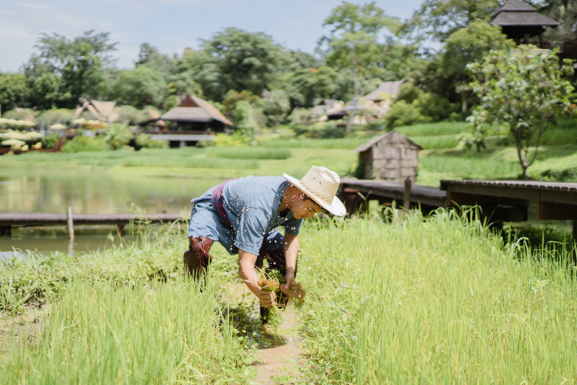 Restart your 2020, Four Seasons Resort Chiang Mai.