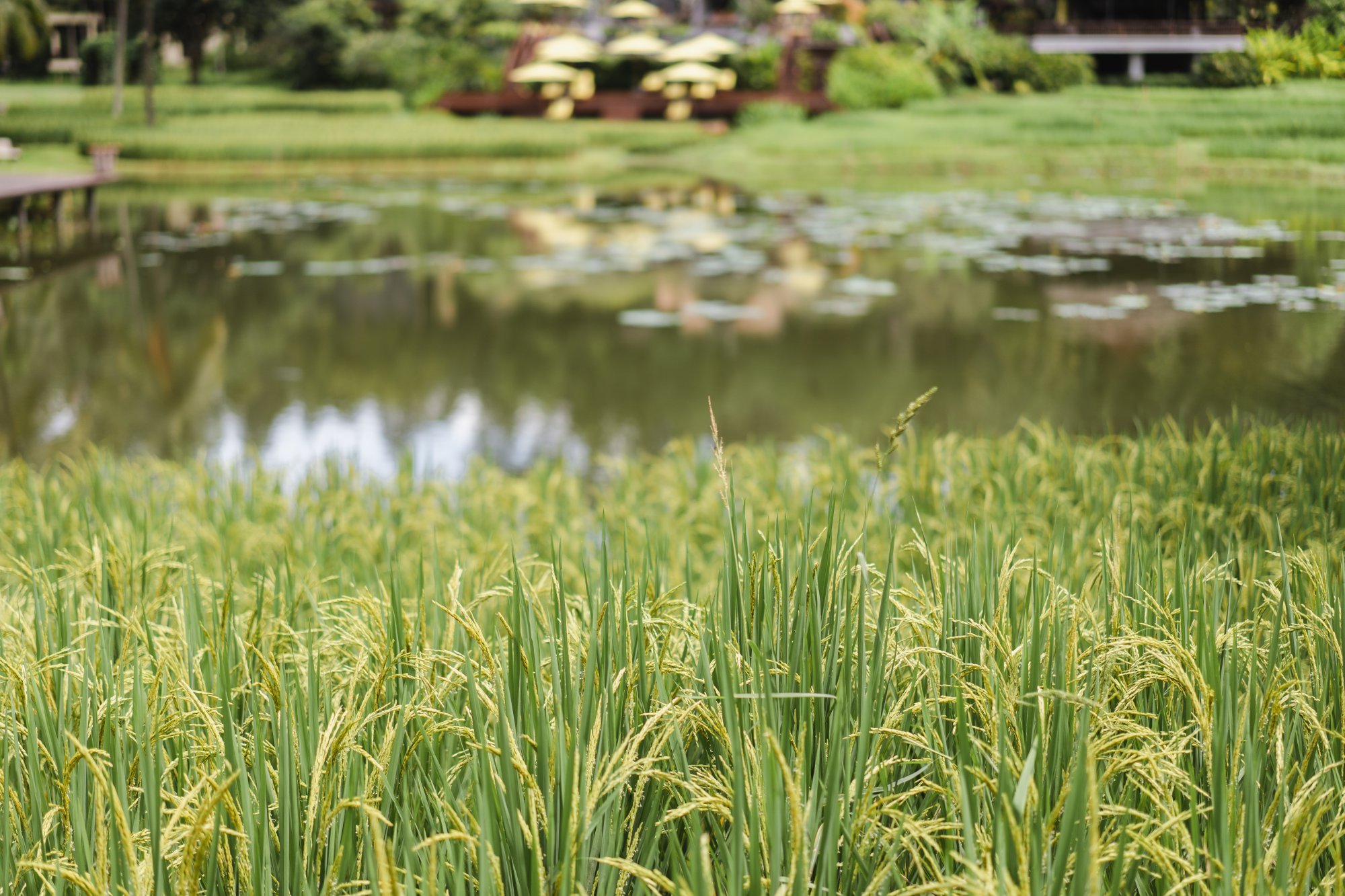 Restart your 2020, Four Seasons Resort Chiang Mai.