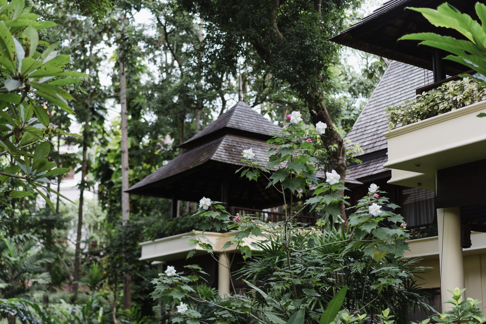 Restart your 2020, Four Seasons Resort Chiang Mai.