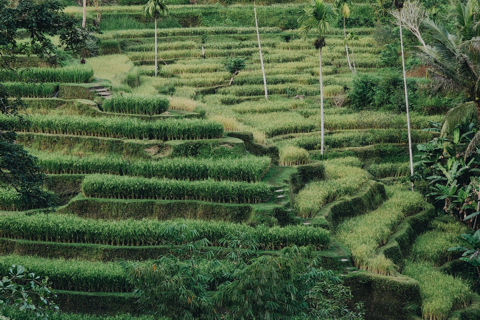 Immerse yourself in BALI Vibes.