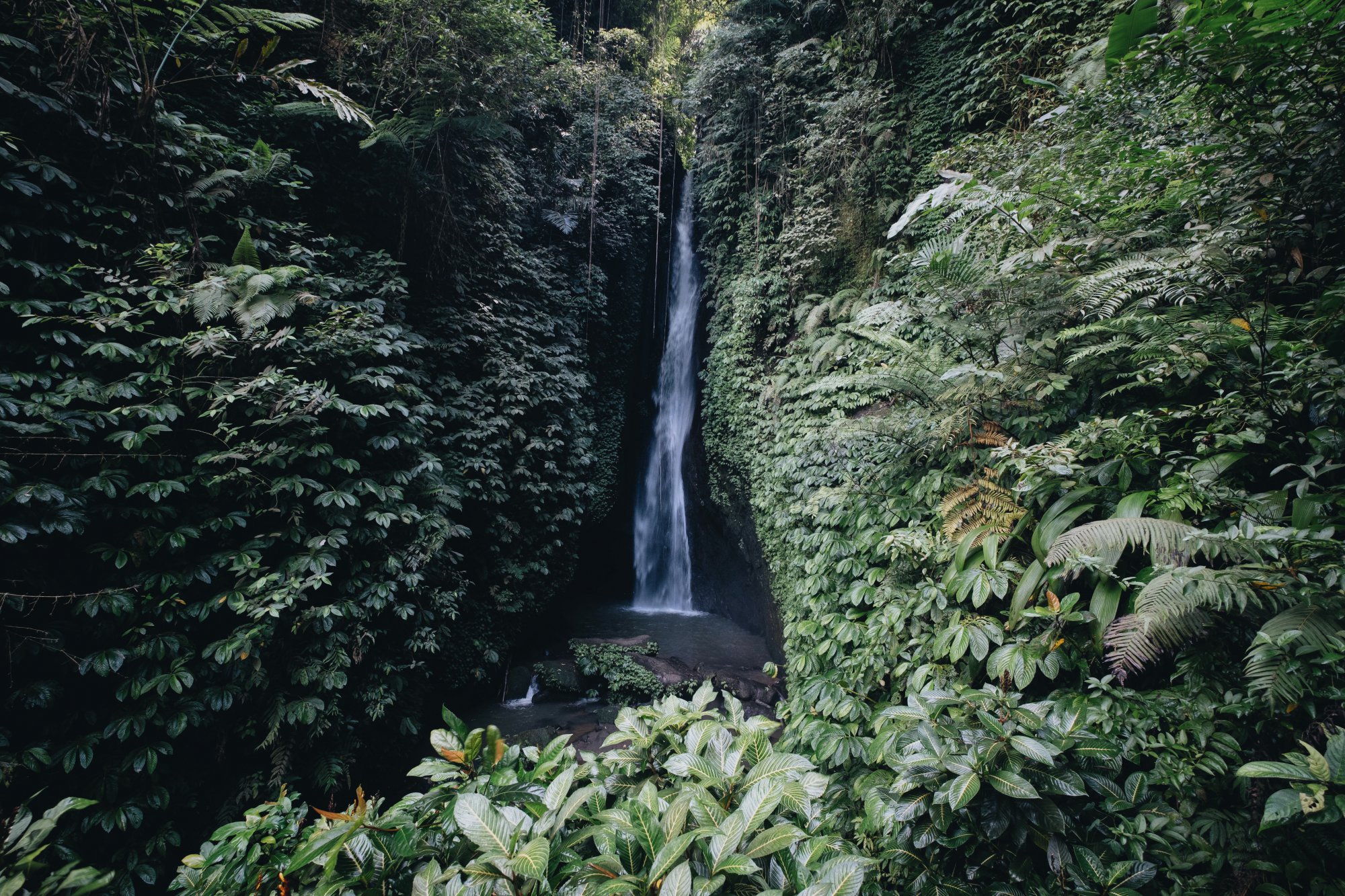 Immerse yourself in BALI Vibes.